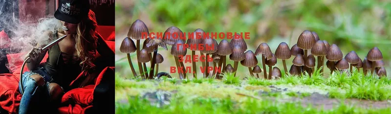 площадка как зайти  Десногорск  Псилоцибиновые грибы Psilocybe  ссылка на мегу ссылка 